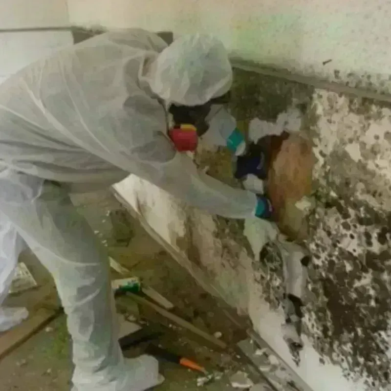 Mold Remediation and Removal in Alburtis, PA